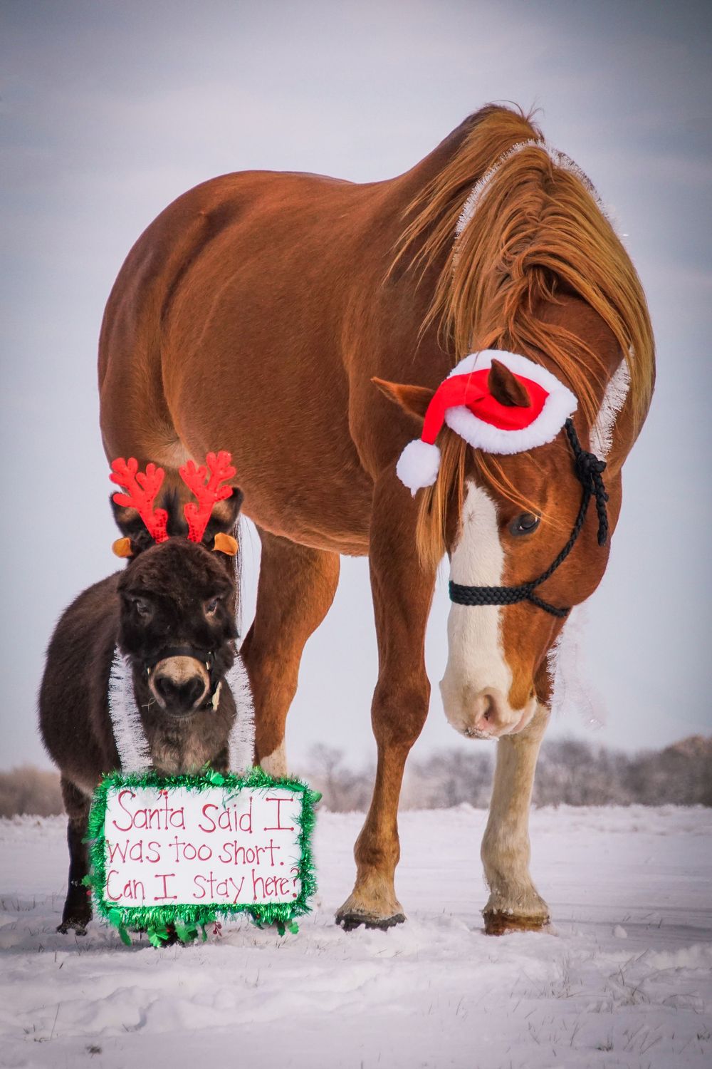 Horse and donkey wearing festive Christmas accessories in the snow.