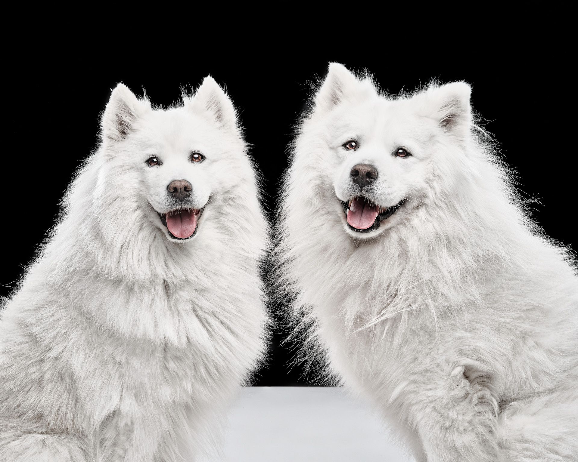 Two happy Samoyeds smiling to the camera