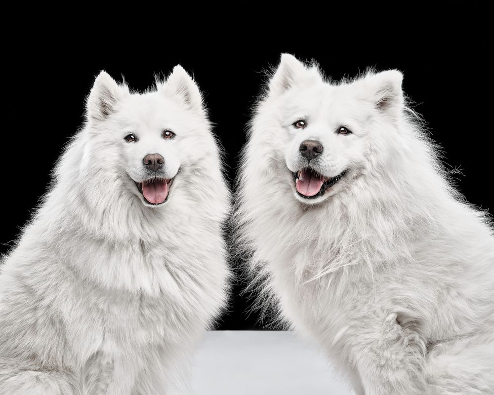 Two happy Samoyeds smiling to the camera