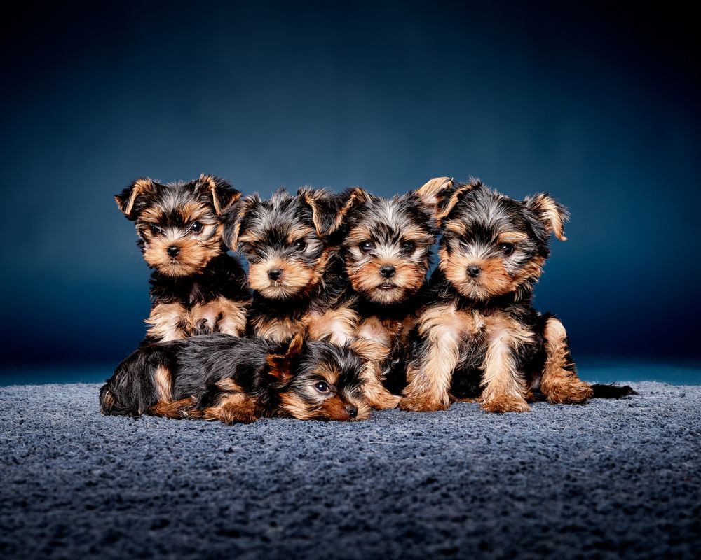 Five Yorkshire Terrier puppies posing patiently for a picture in studio