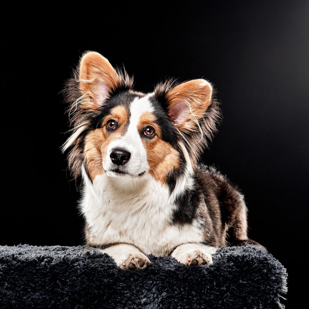 Beautiful Corgy patiently waiting for a snack
