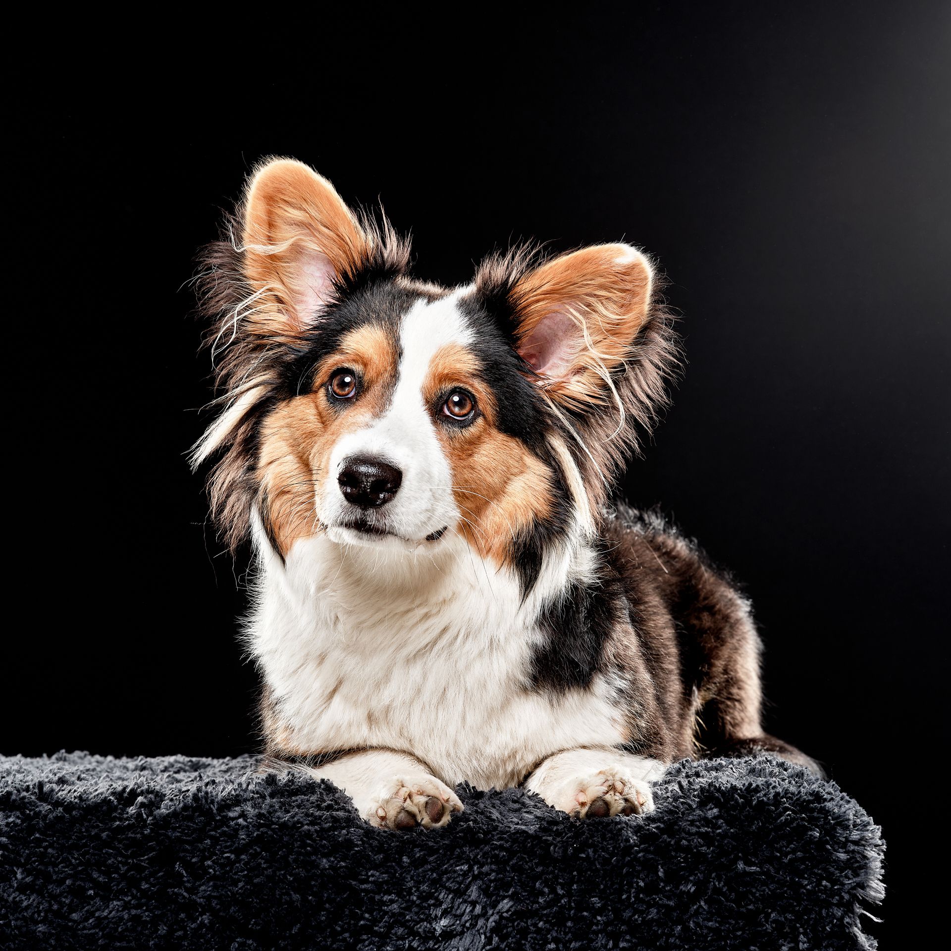 Beautiful Corgy patiently waiting for a snack