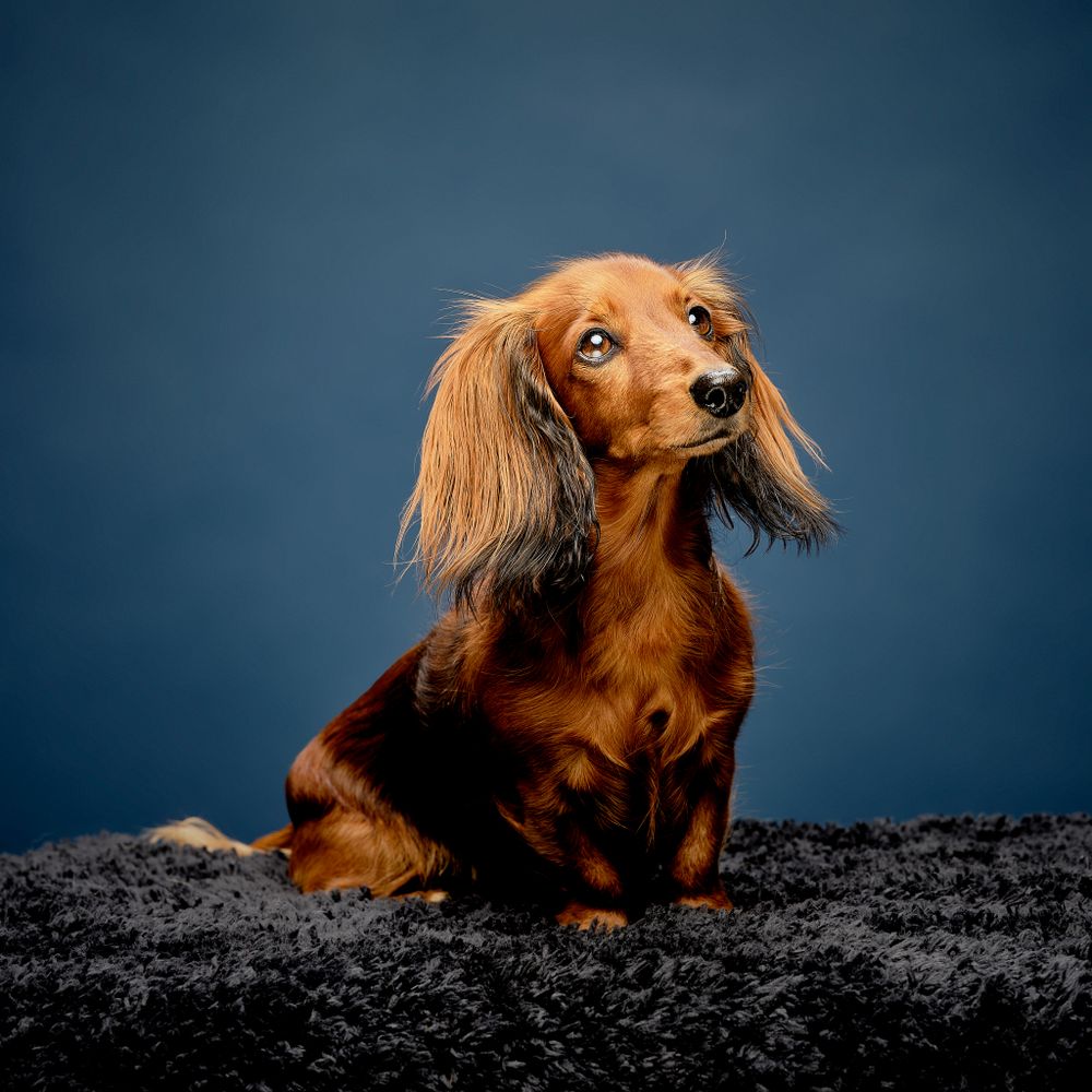 Dvergdachs posing expertly in front of a blue background