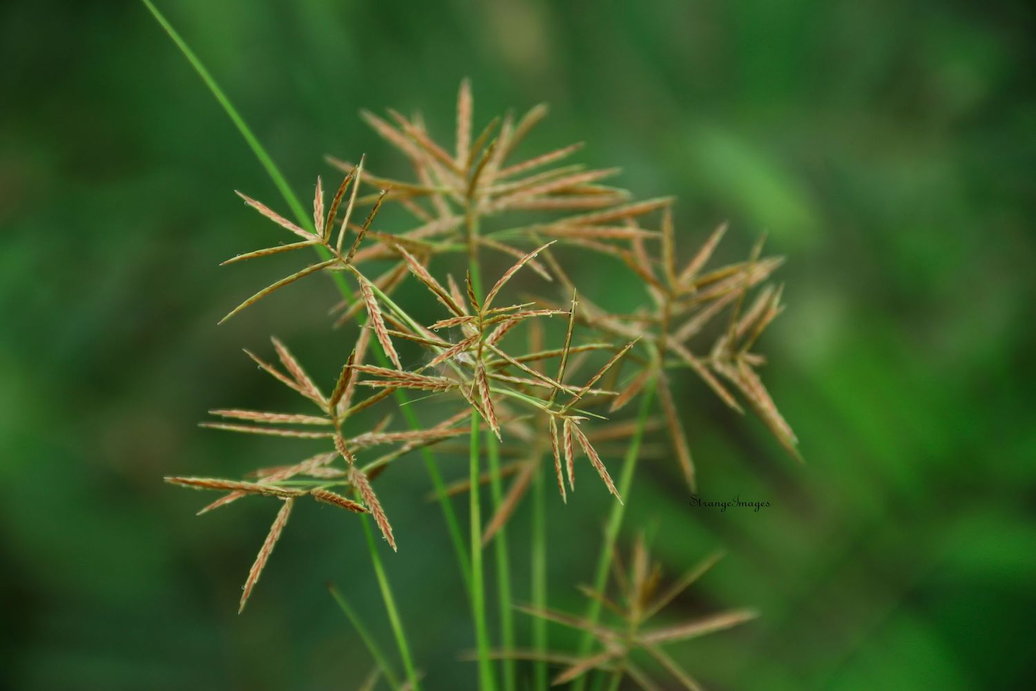 nature