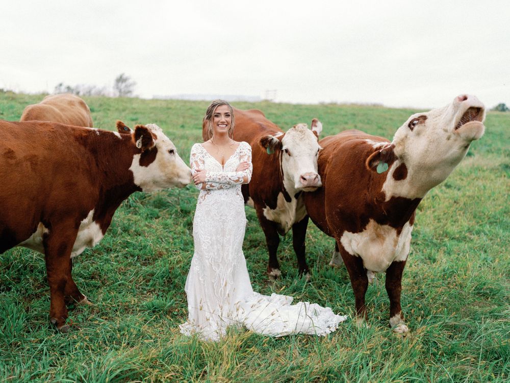 Wedding photo with majestic brown and white cows in a green pasture.