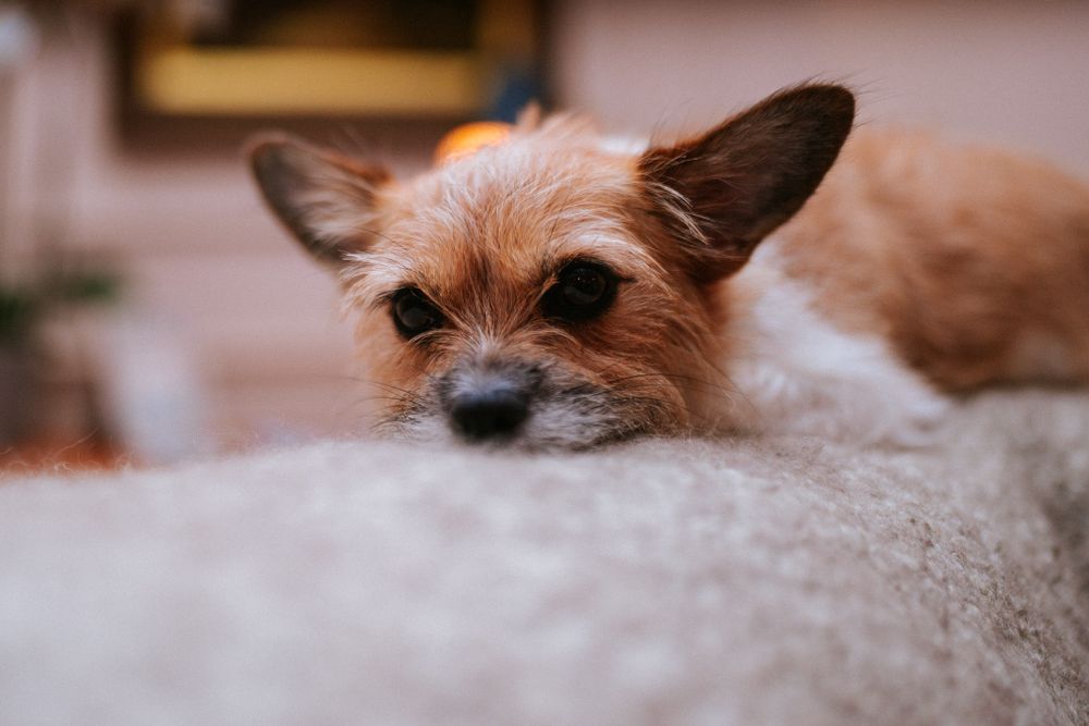 Southeast london Dog