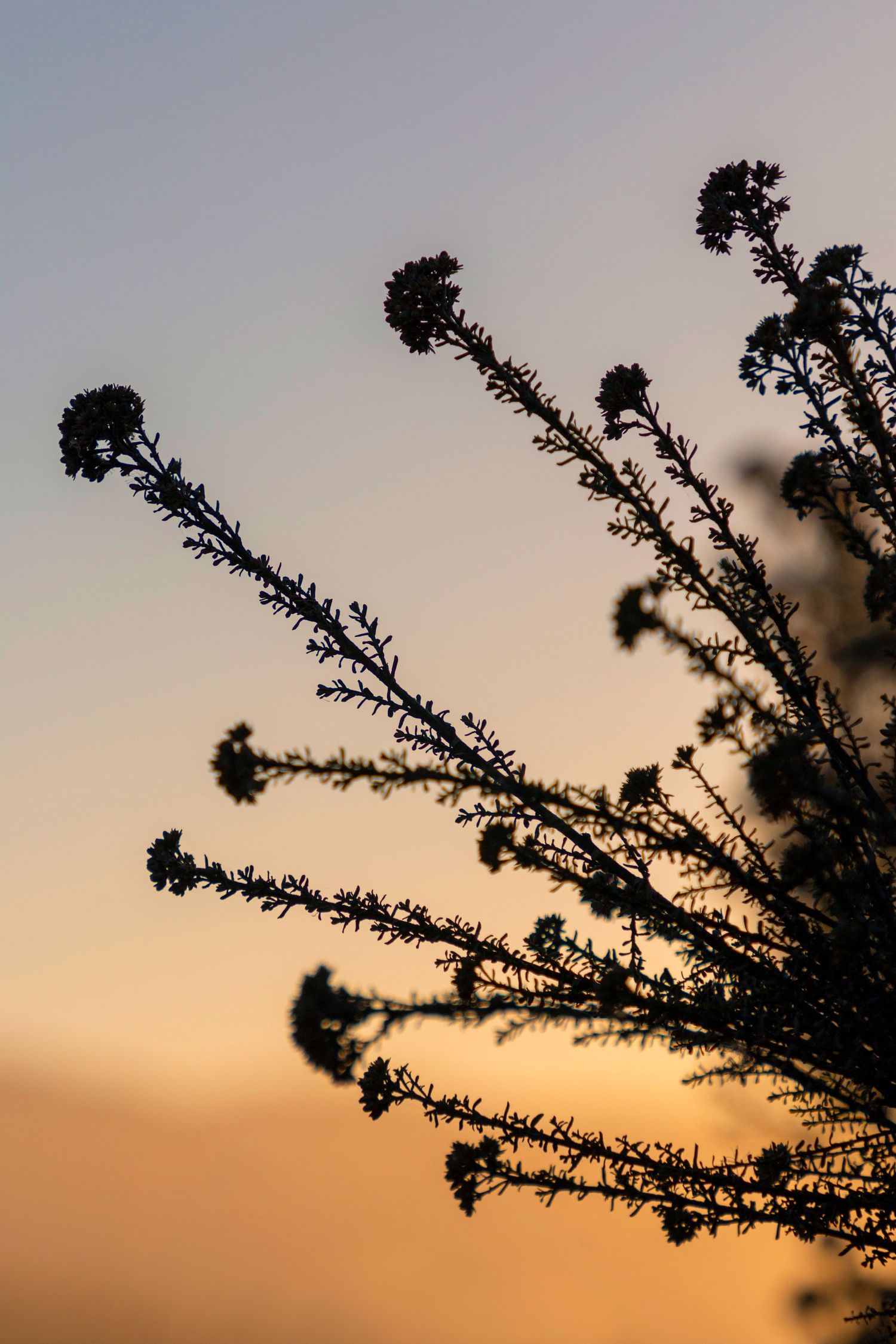 Flax seed pods silhouetted against a golden sunset sky, their delicate curves reaching outward like organic sculptures.