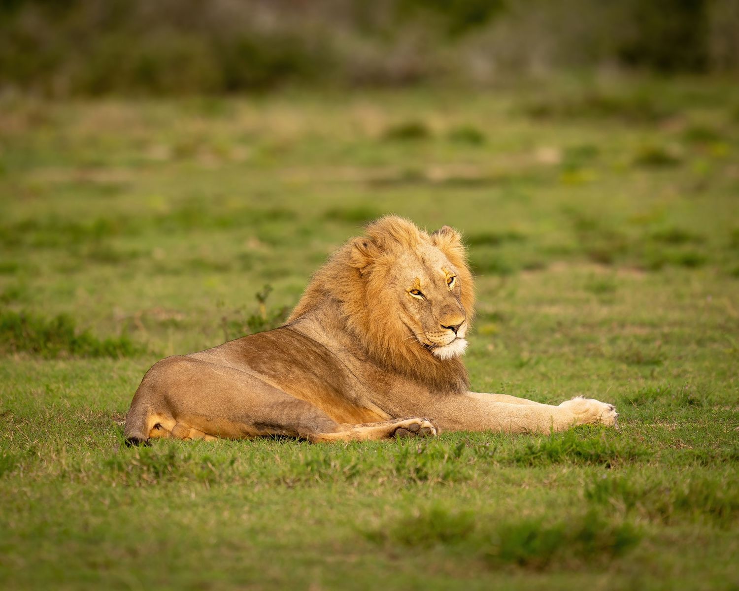 Male lion resting in golden grass during afternoon sunlight.