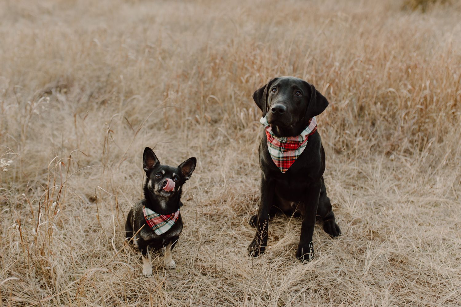 Two happy dogs wearing bandanas sitting in a brown grass field.
