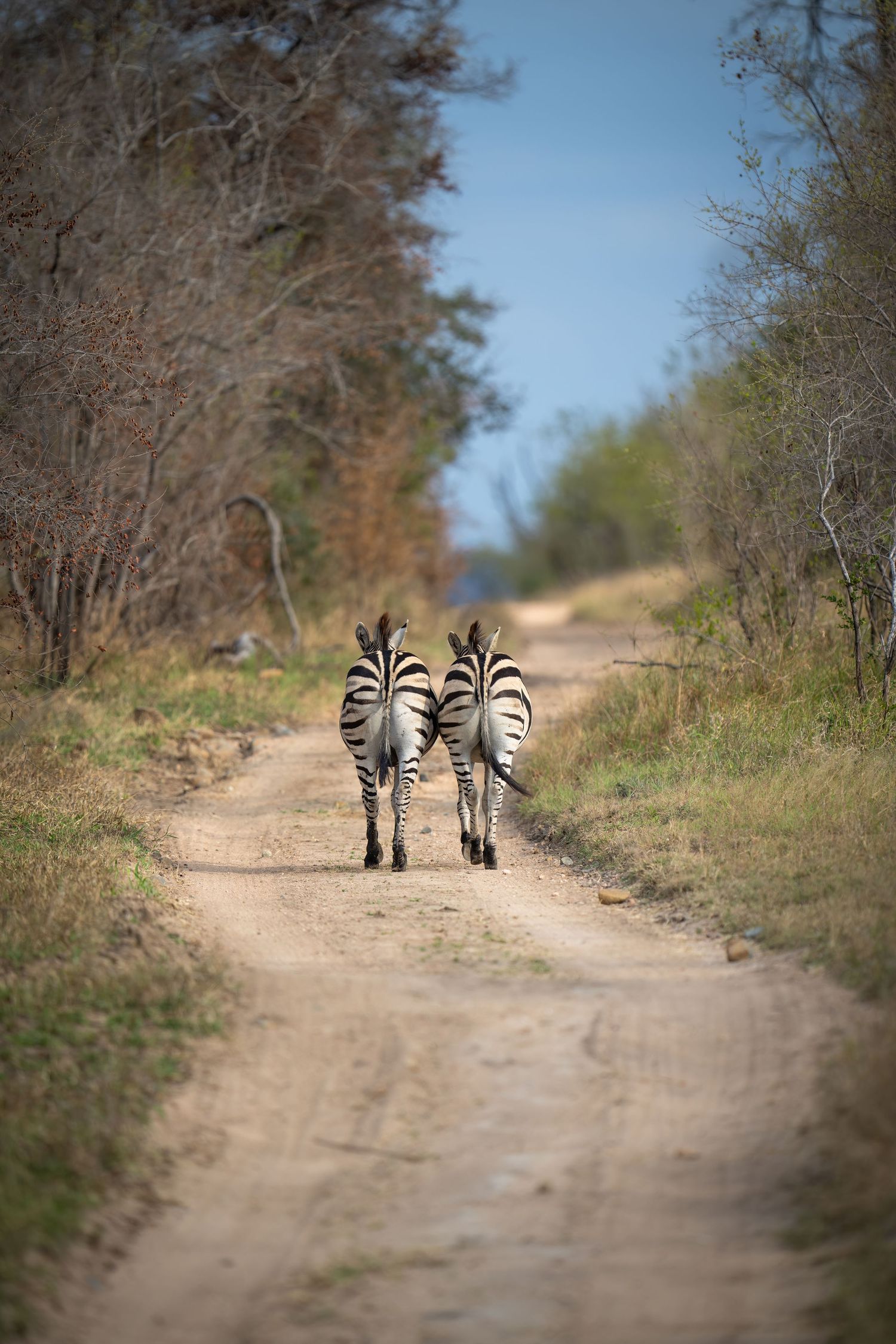 Two zebras walking away on a dirt path through bushland.