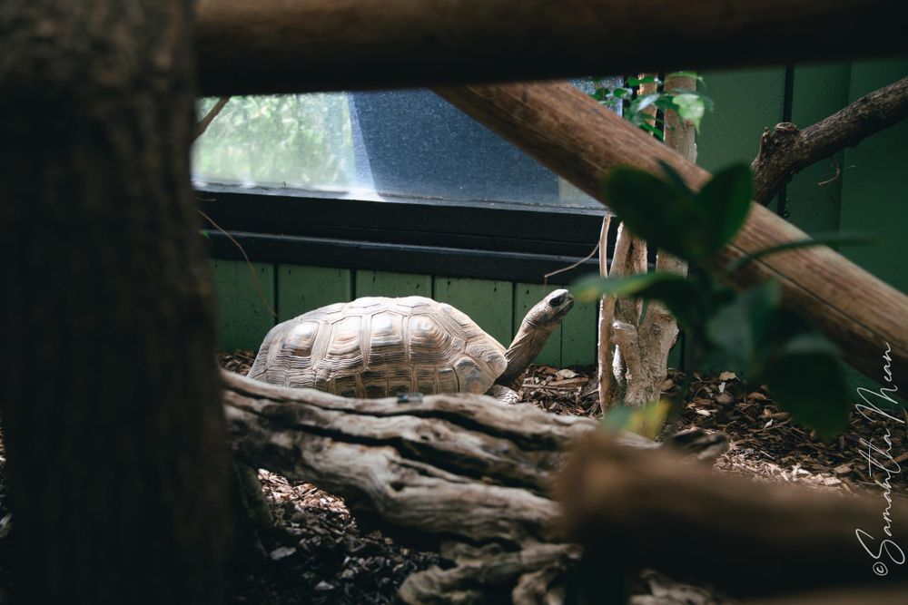 Colchester Zoo