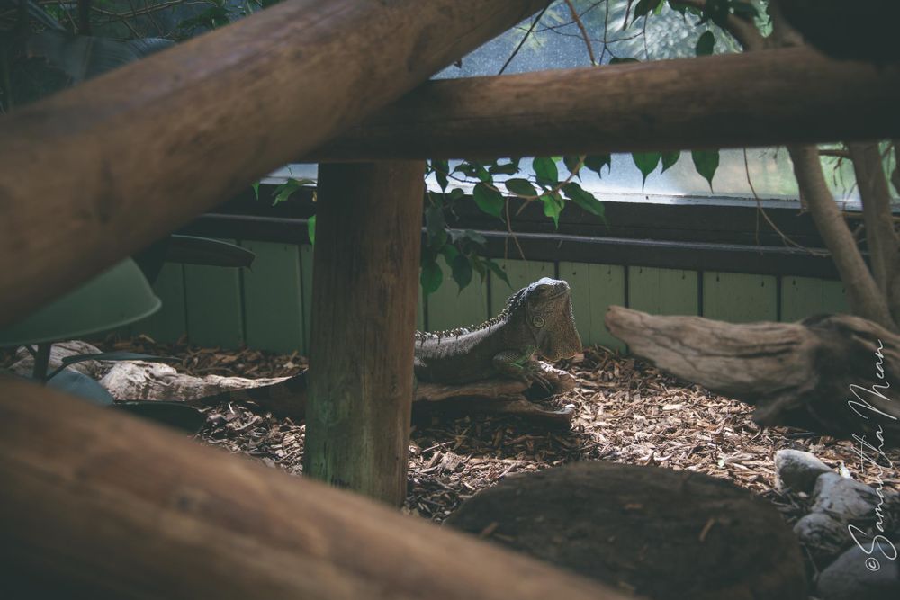 Colchester Zoo