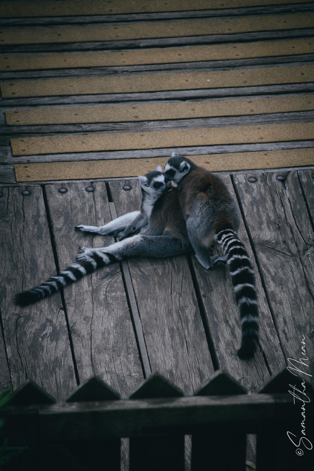 Colchester Zoo