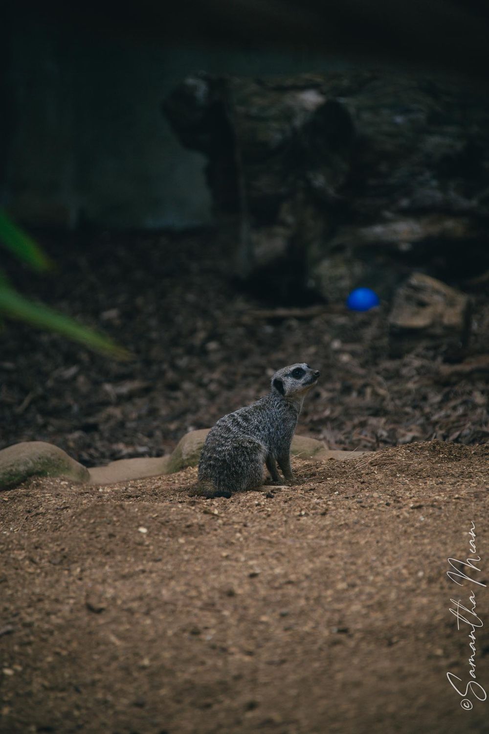 Colchester Zoo