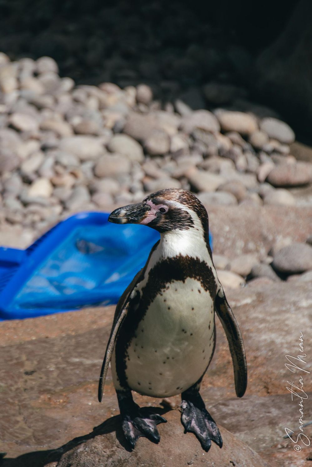 Colchester Zoo