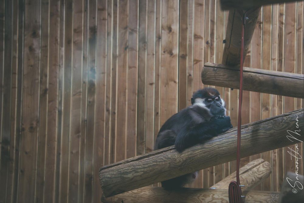 Colchester Zoo
