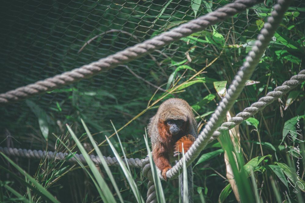 Colchester Zoo