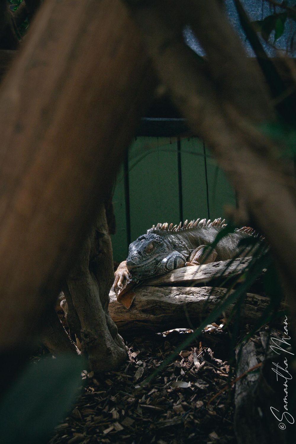 Colchester Zoo