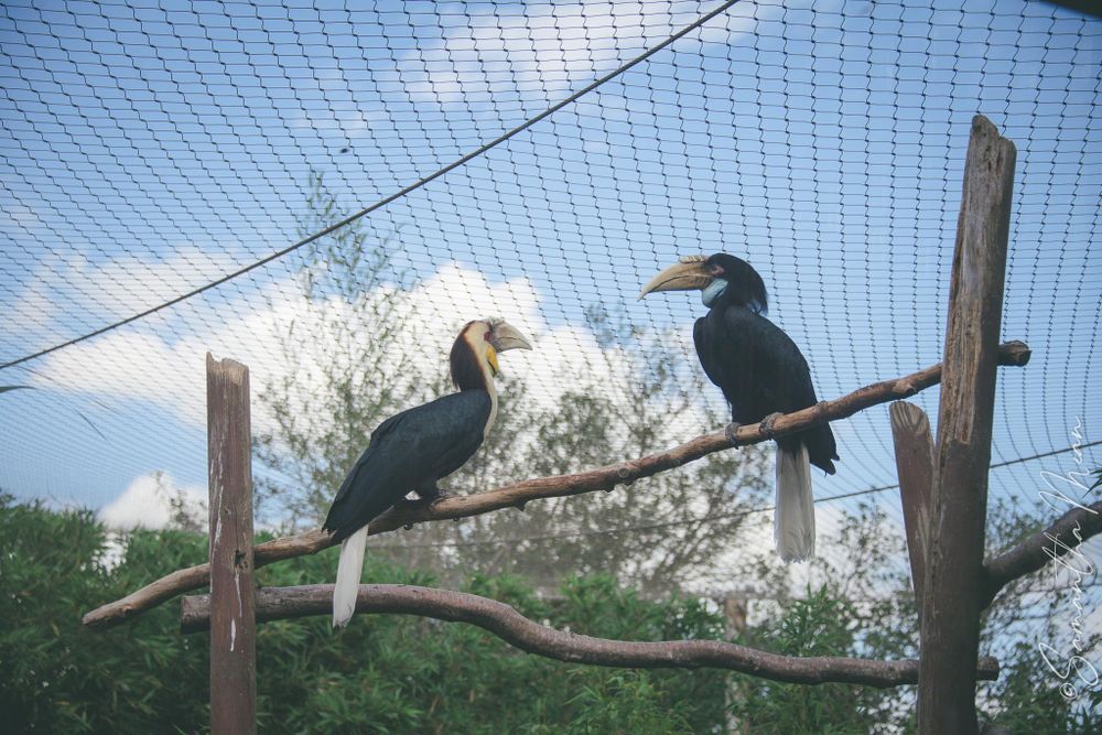Colchester Zoo