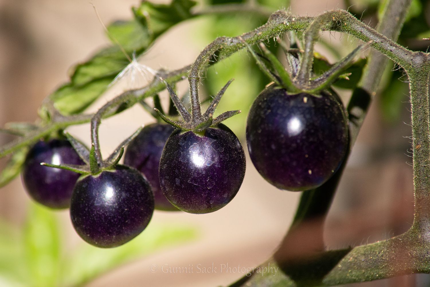 midnight snack tomatoes, hi-yo farms, zone9b, gunnii sack photography
