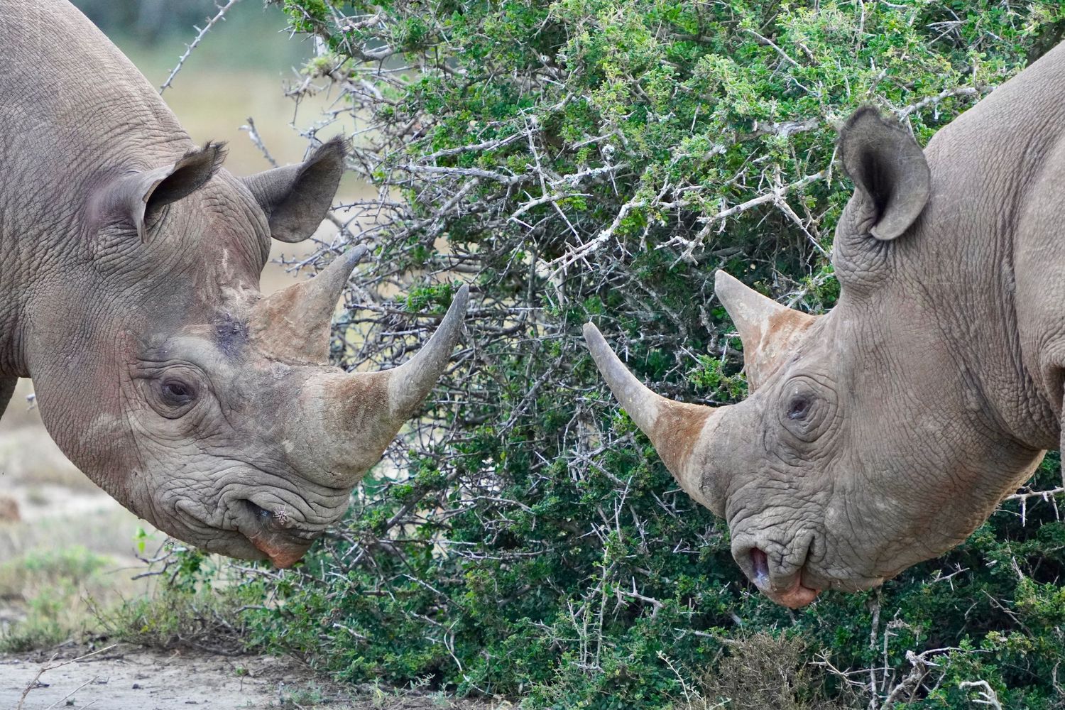 Two white rhinos facing each other while browsing on leafy vegetation.