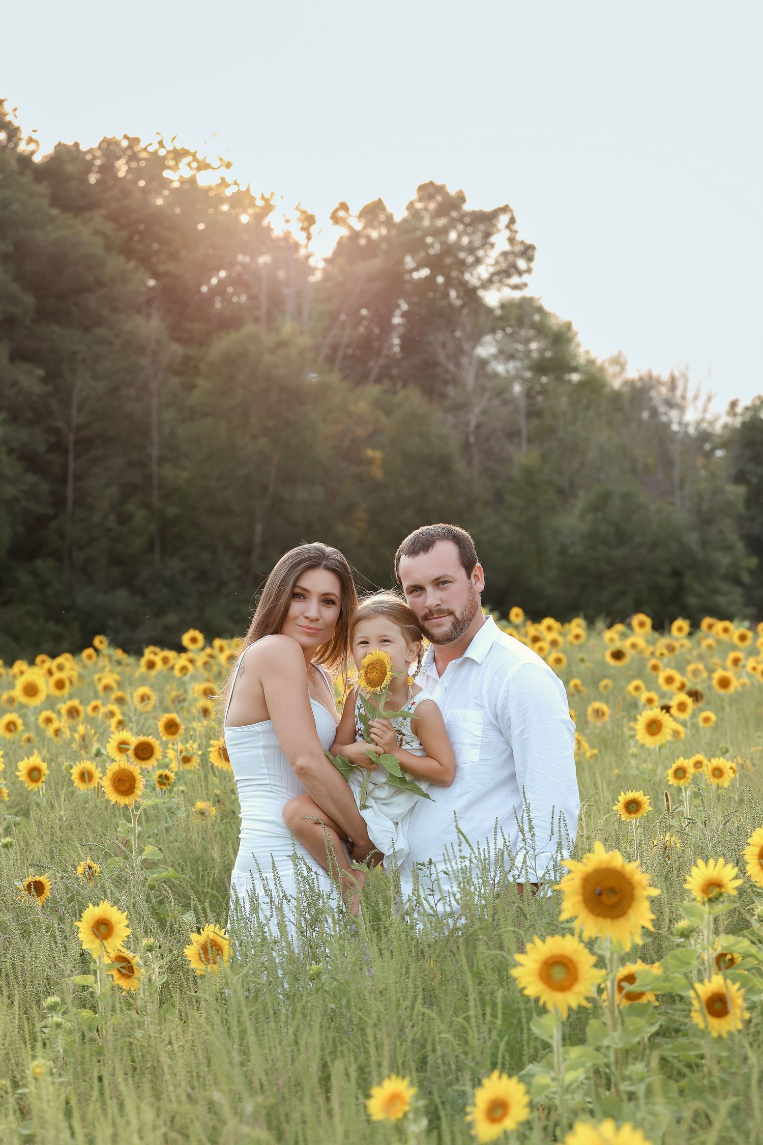 Beautiful sunflower field at sunset with bright yellow blooms stretching into the distance.