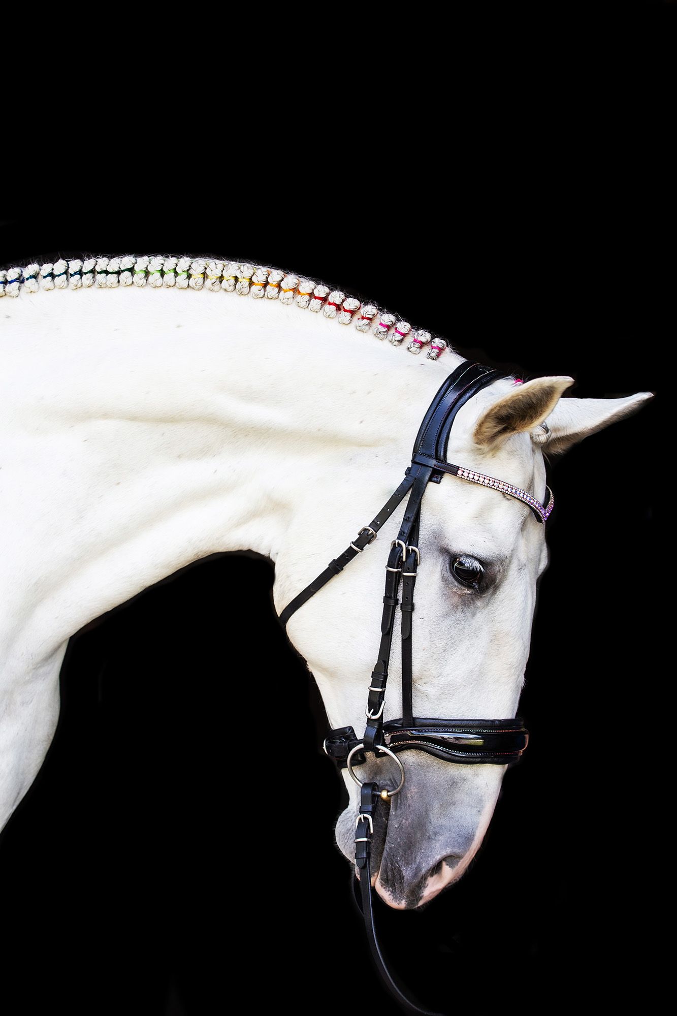 white horse neck braided in rainbow part of lgbt pride collection  captured by q2 photography