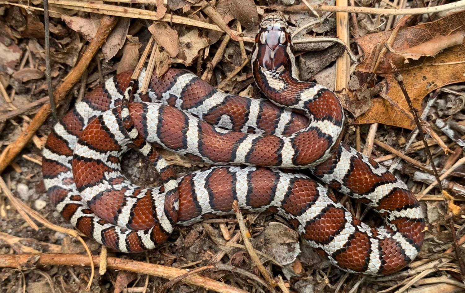 Gone herping