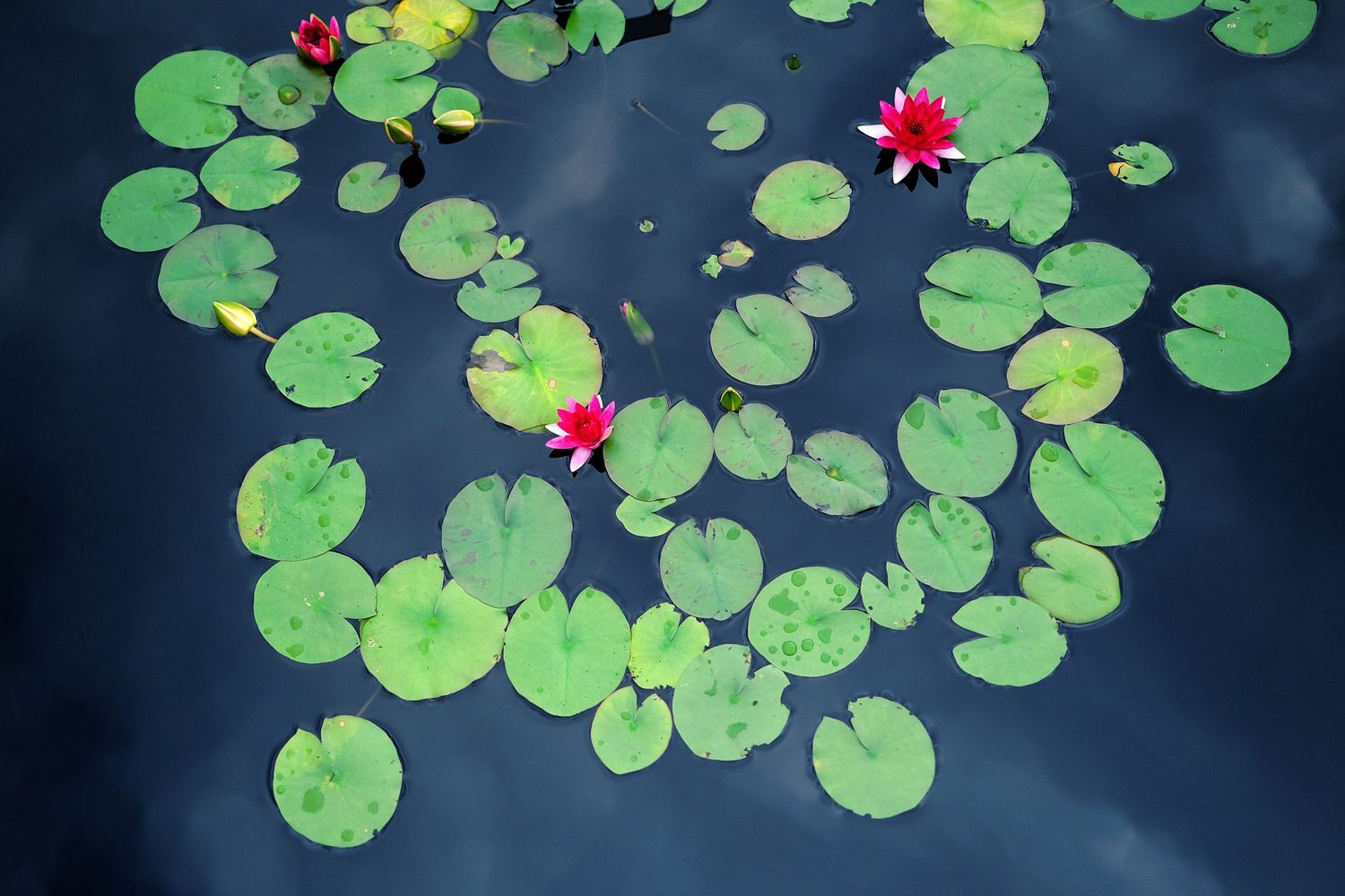 lily pad group