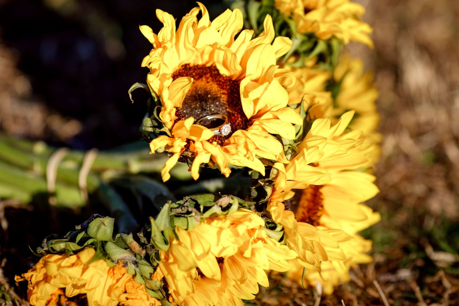 Bright yellow sunflowers in natural sunlight with vibrant petals and rich details.