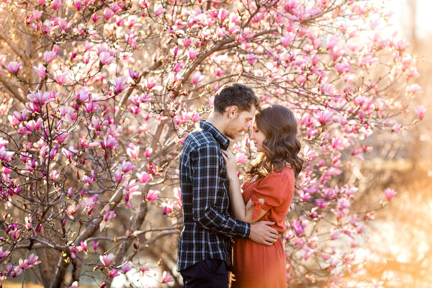 A romantic spring moment among blooming pink cherry blossoms at sunset.