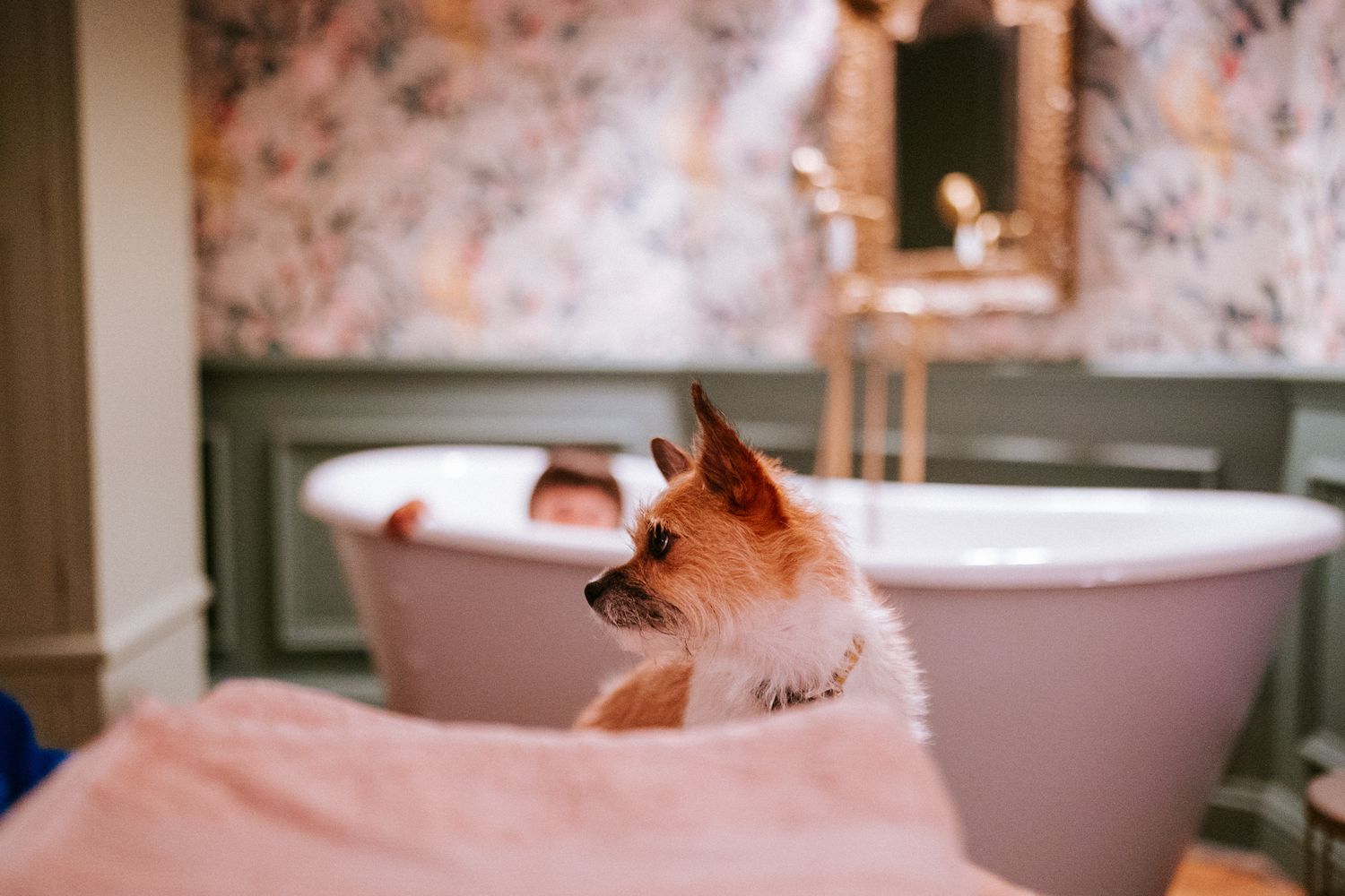 Small dog sitting in front of a victorian bath