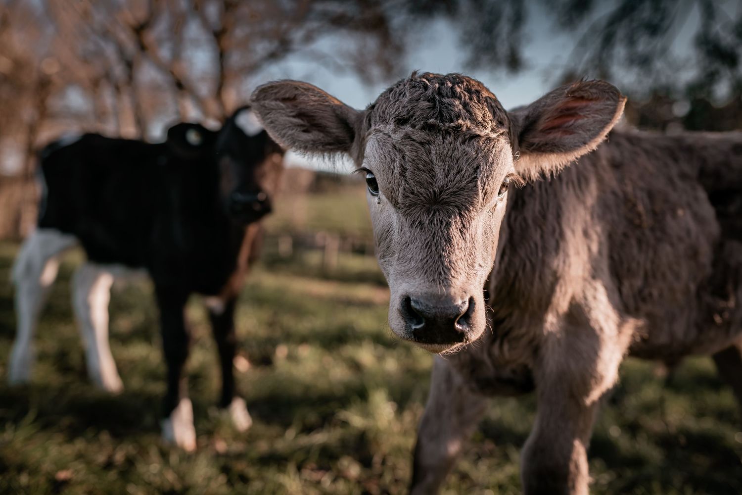 Close-up of a young brown calf with a black cow visible in the background.