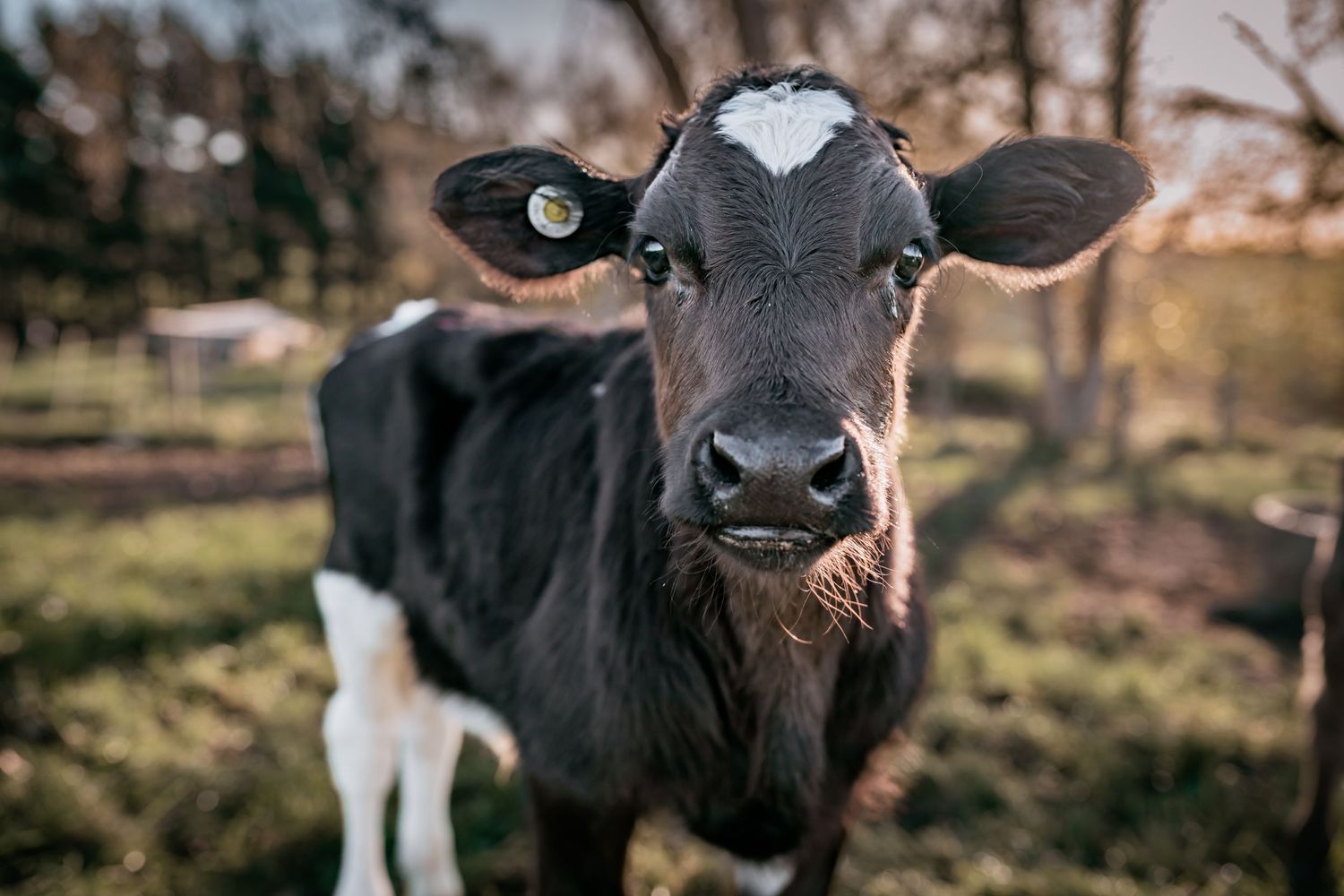 Black and white calf looking directly at camera with curious expression.