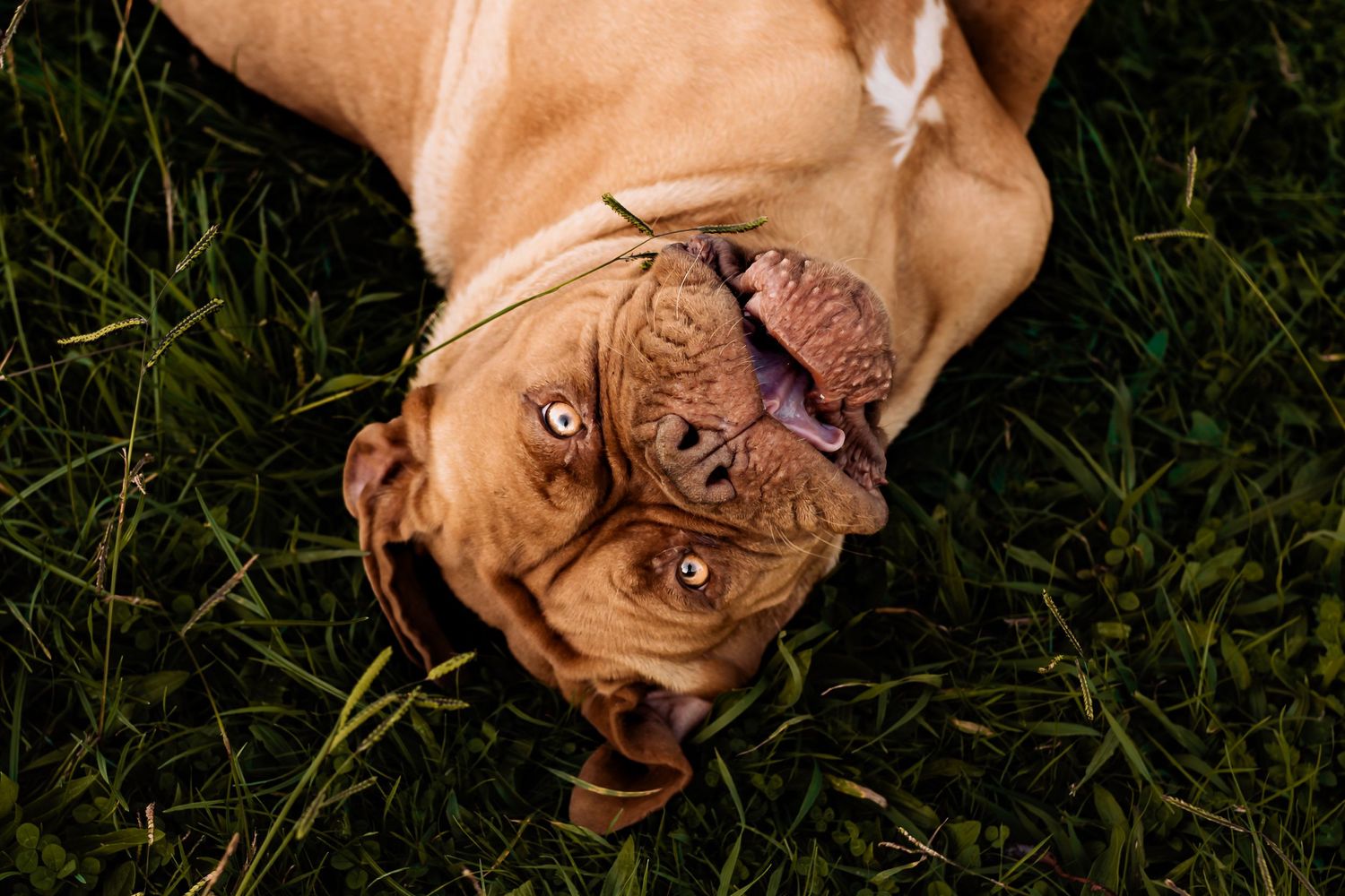 Close-up portrait of brown dog lying upside down in grass with playful expression.