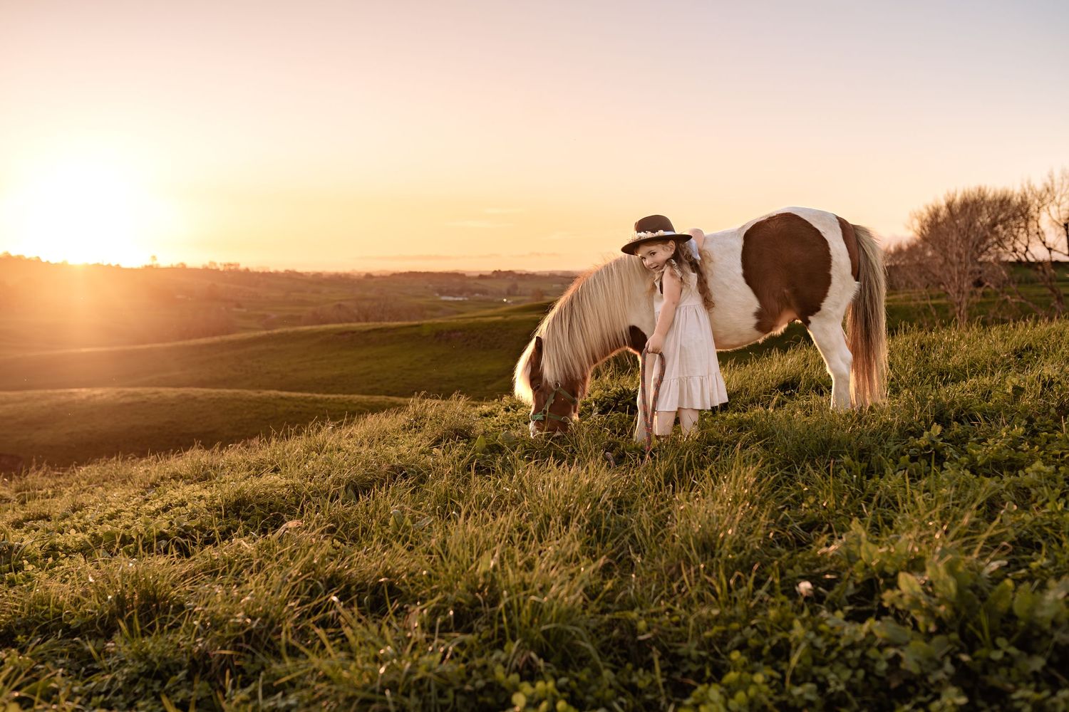 White and brown horse grazing in a grassy field at sunset with golden light in the background.
