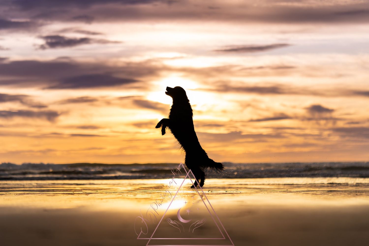 Silhouette of dog jumping at beach during dramatic orange and purple sunset.