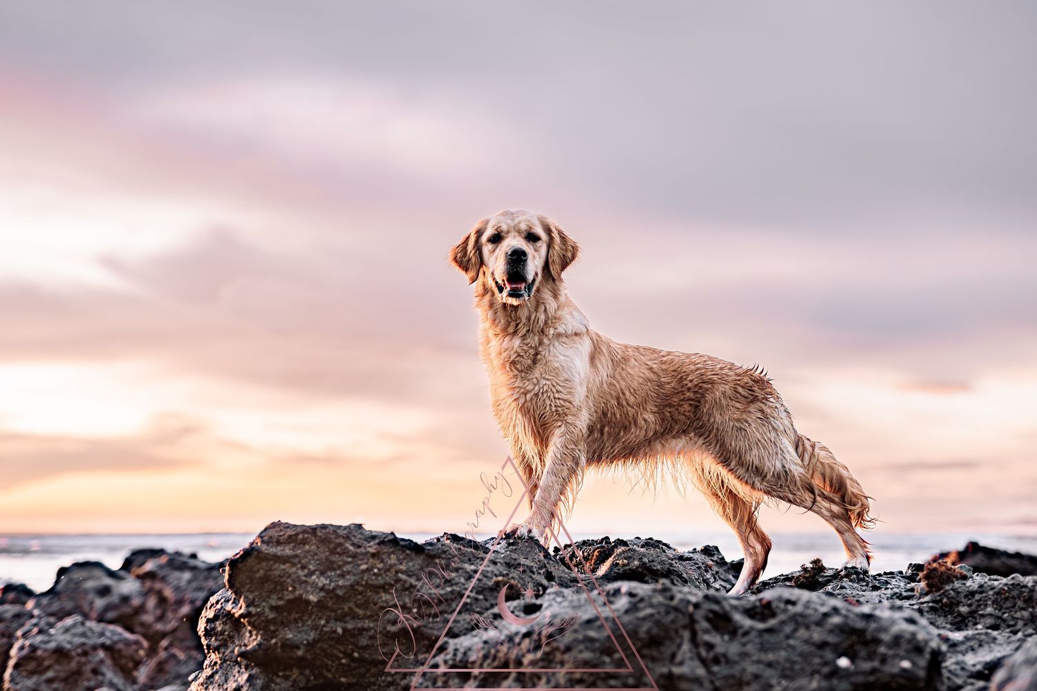 Golden retriever standing proudly on coastal rocks during a misty sunset.
