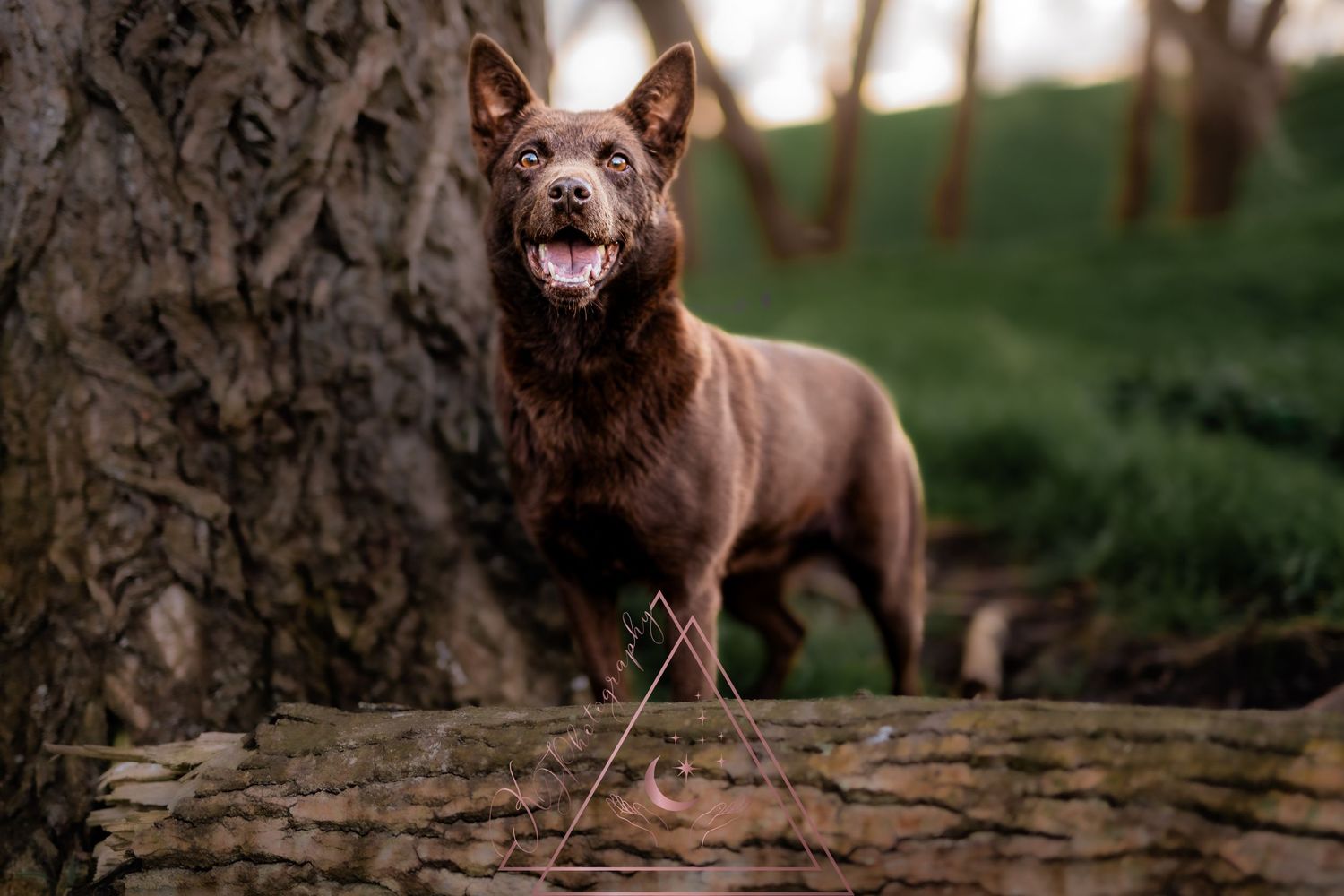Brown dog standing on fallen tree trunk in forest setting.
