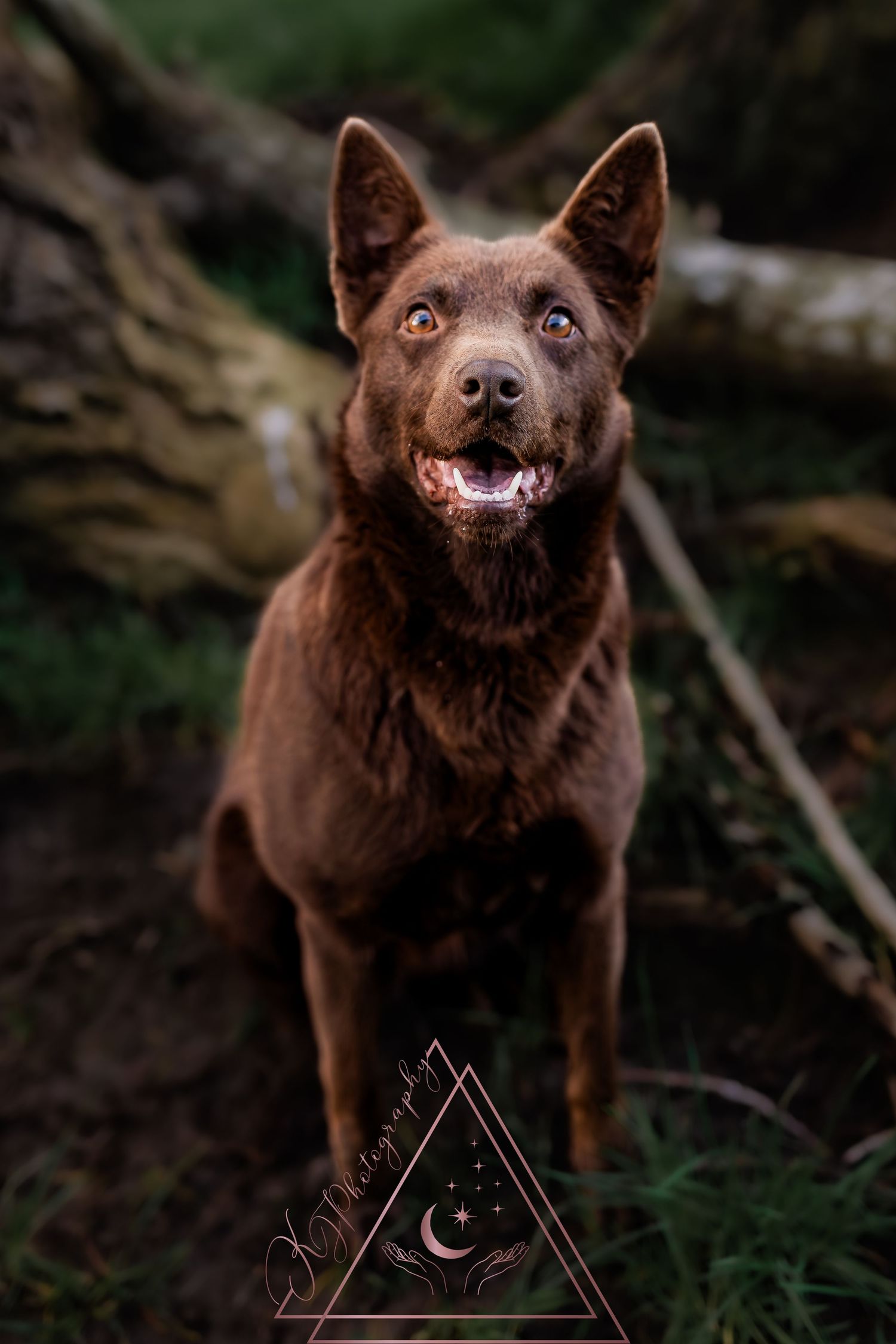 Brown Australian Kelpie dog smiling at camera in woodland setting.