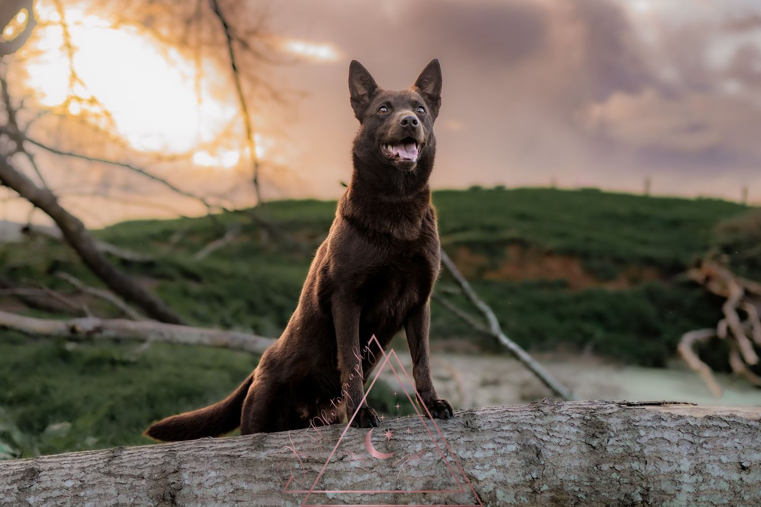 A dark-colored German Shepherd sits alertly on a rock at sunset with hills in the background.