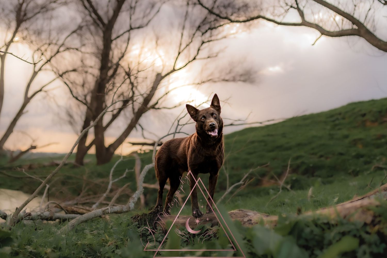 German Shepherd dog stands gracefully among bare branches against a moody sunset sky.
