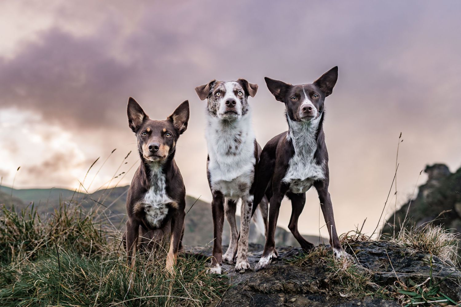 Three mixed breed dogs standing alert on a hilltop against a dramatic purple sky.