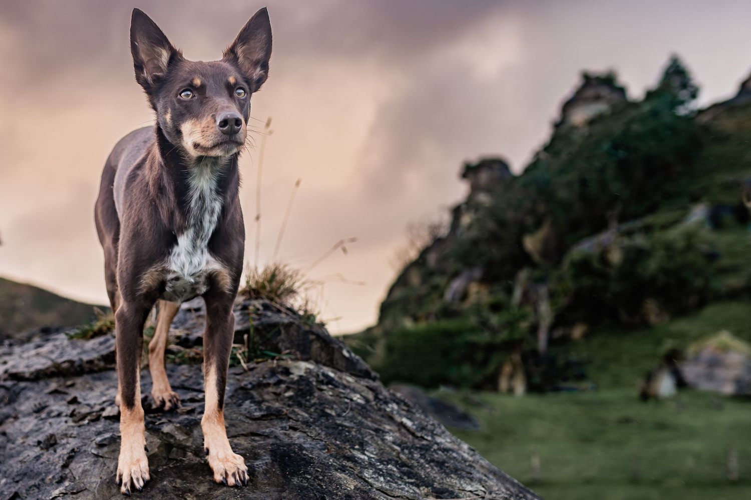 Alert dog with pointed ears poses confidently on rocky terrain during golden hour.