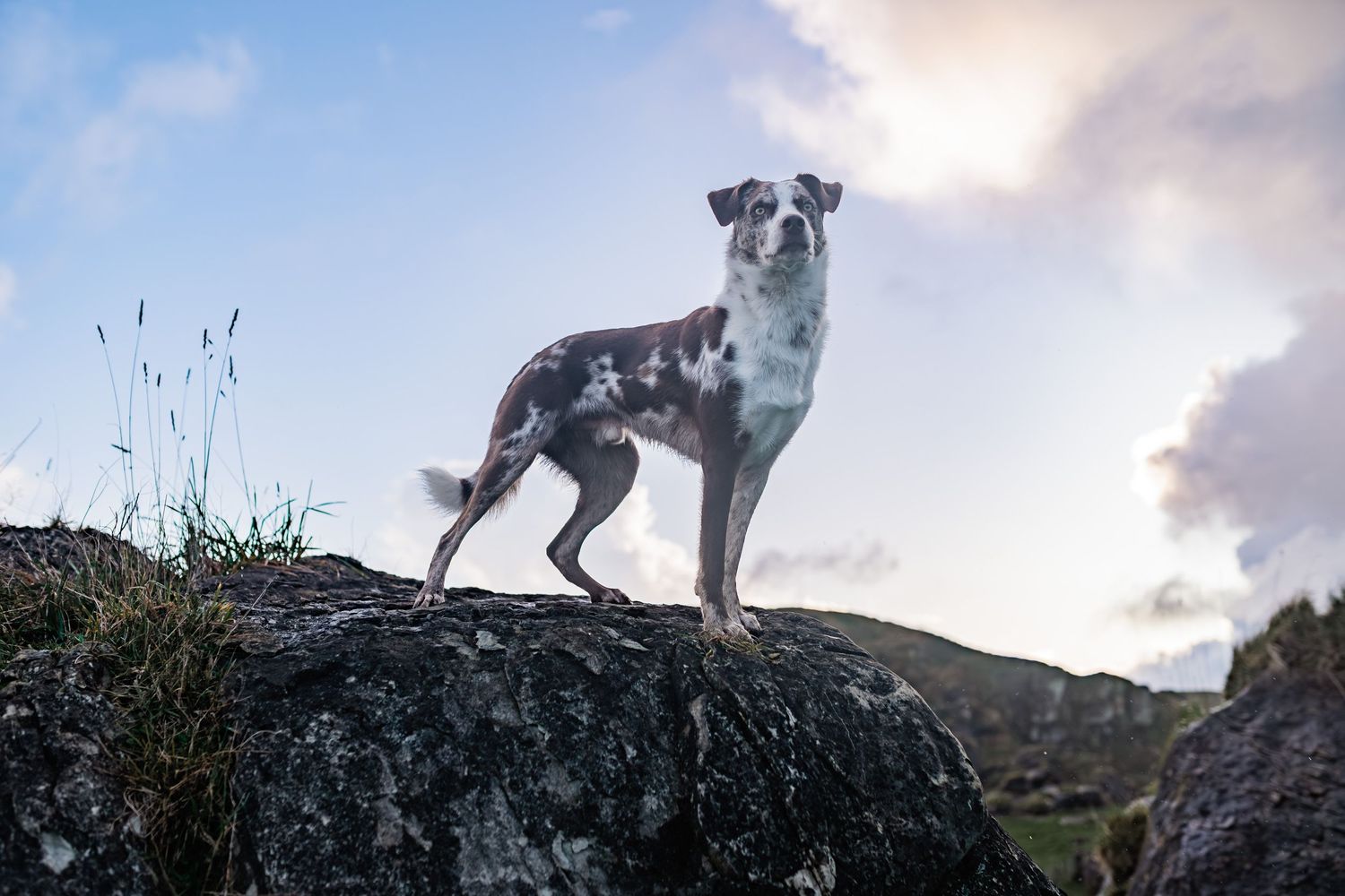 Spotted dog stands majestically on a rocky outcrop against a dramatic cloudy sky at sunset.