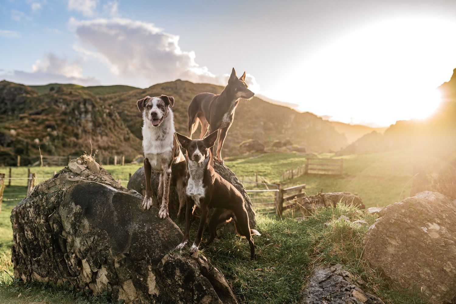 Two dogs resting on large rock formation at sunset in mountainous landscape.