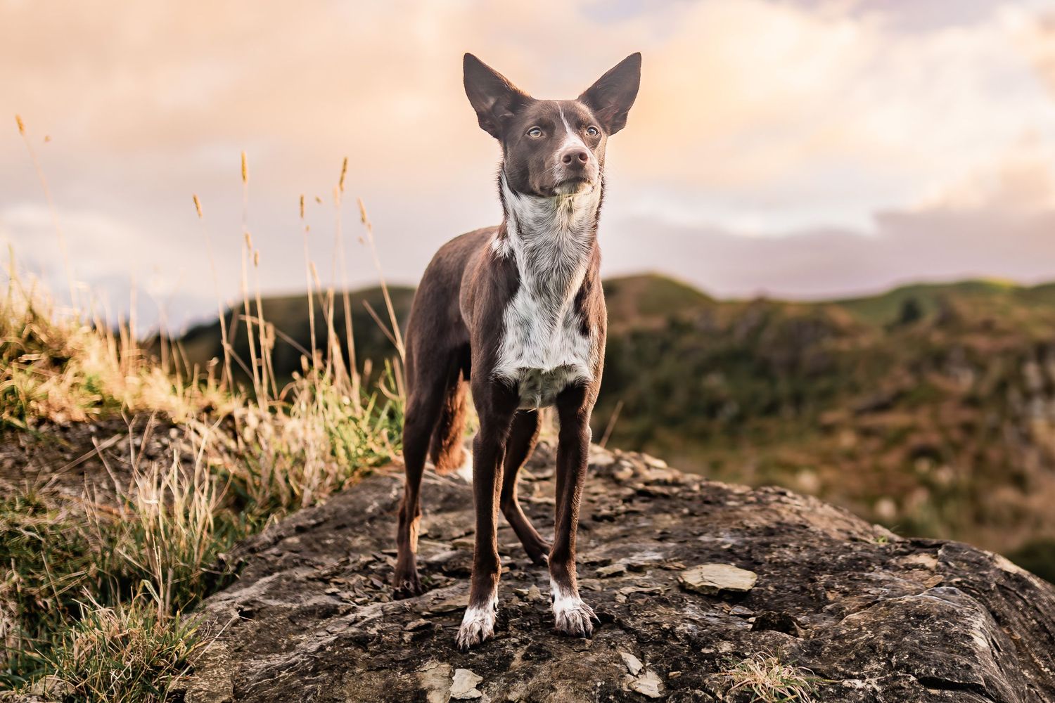 Alert brown and white dog standing on rocky outcrop during sunset in mountainous terrain.