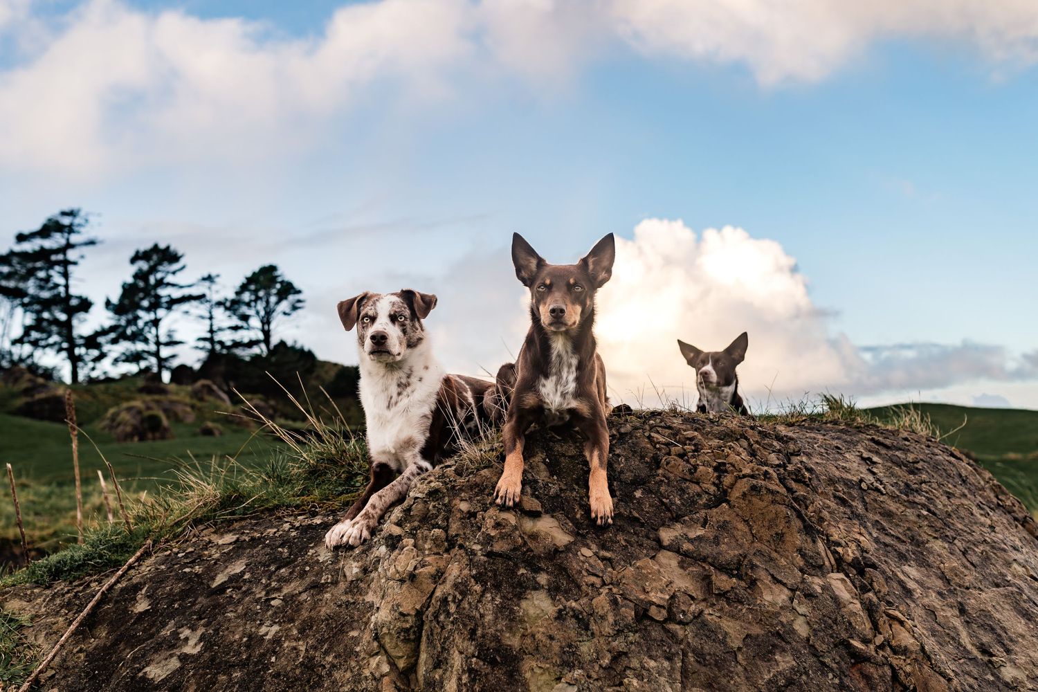 Three dogs posing together on dirt mound against cloudy blue sky backdrop.