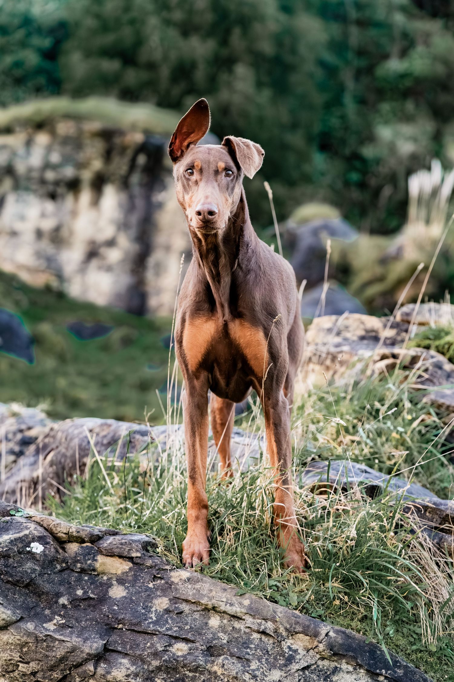 Brown Doberman dog standing alert on rocky terrain with natural cliff background.