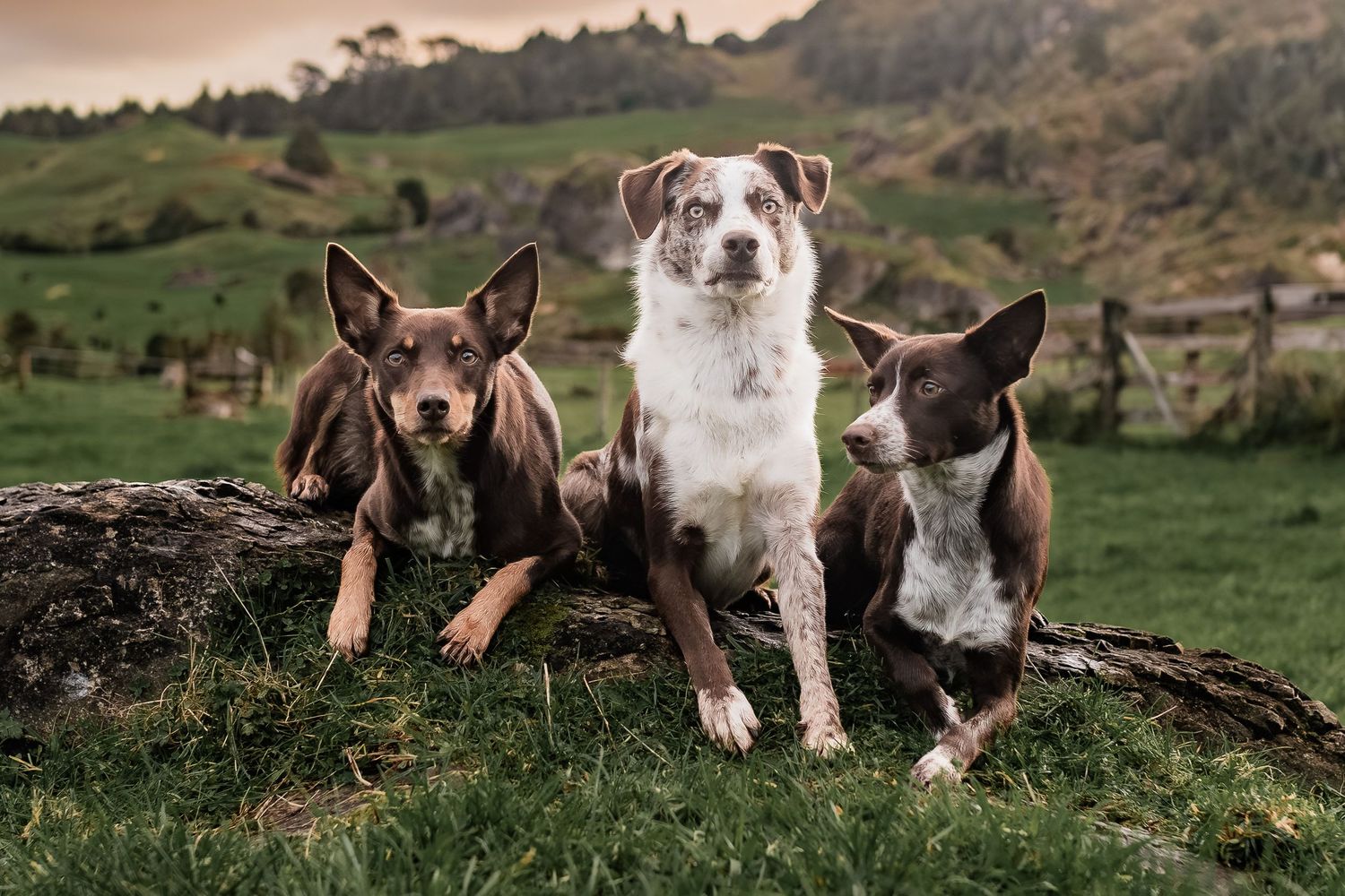 Three dogs of different breeds sitting together on grass with hills in background.
